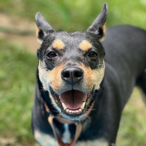 Rory, an adoptable Cattle Dog, Pit Bull Terrier in South Portland, ME, 04106 | Photo Image 1