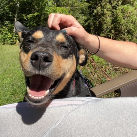 Rory, an adoptable Cattle Dog, Pit Bull Terrier in South Portland, ME, 04106 | Photo Image 2