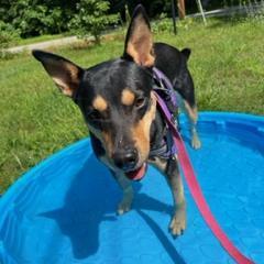 Rory, an adoptable Cattle Dog, Pit Bull Terrier in South Portland, ME, 04106 | Photo Image 3