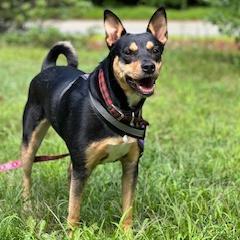 Rory, an adoptable Cattle Dog, Pit Bull Terrier in South Portland, ME, 04106 | Photo Image 4