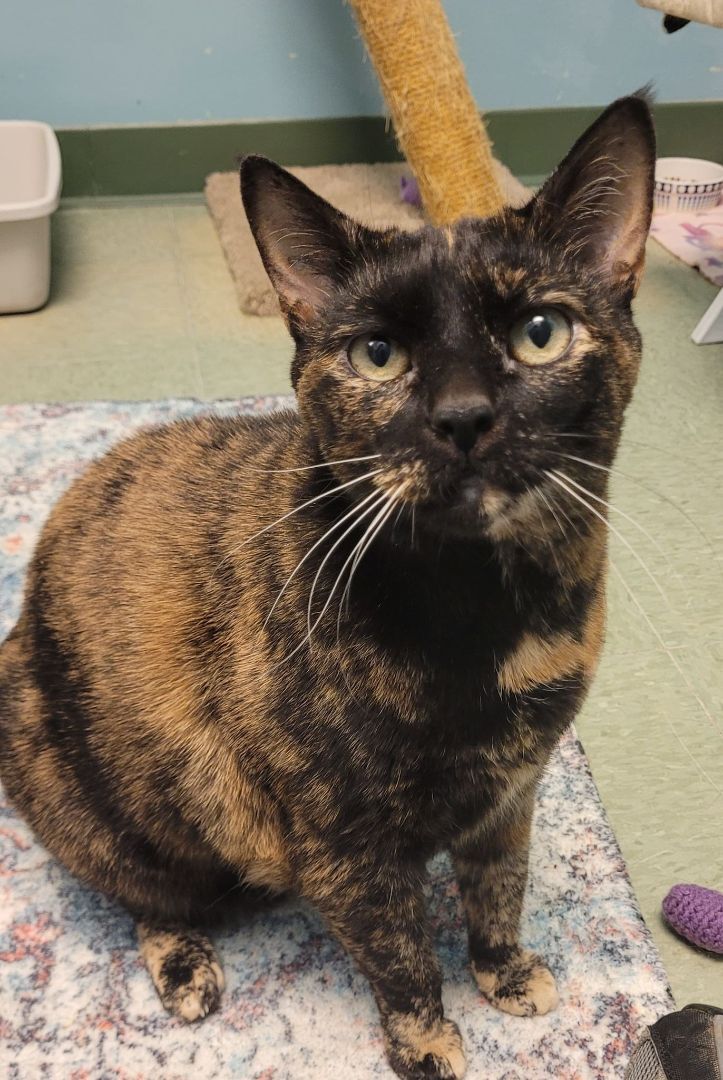 Nutmeg, an adoptable Domestic Short Hair in Kirkland, WA, 98033 | Photo Image 1