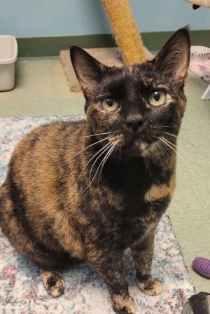 MEET NUTMEG Nutmeg is an original MEOW alumni who was recently returned recently after her previous