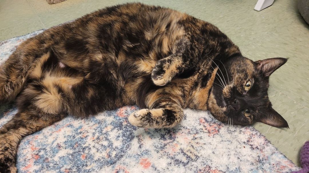 Nutmeg, an adoptable Domestic Short Hair in Kirkland, WA, 98033 | Photo Image 3