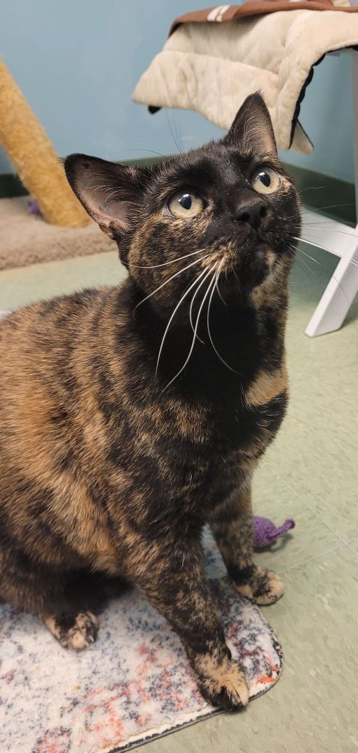Nutmeg, an adoptable Domestic Short Hair in Kirkland, WA, 98033 | Photo Image 4