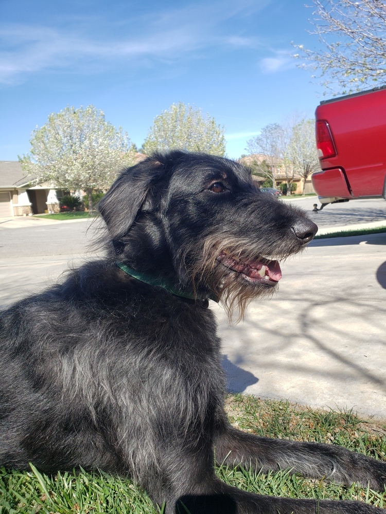 Poodle and german shepherd mix hot sale for sale