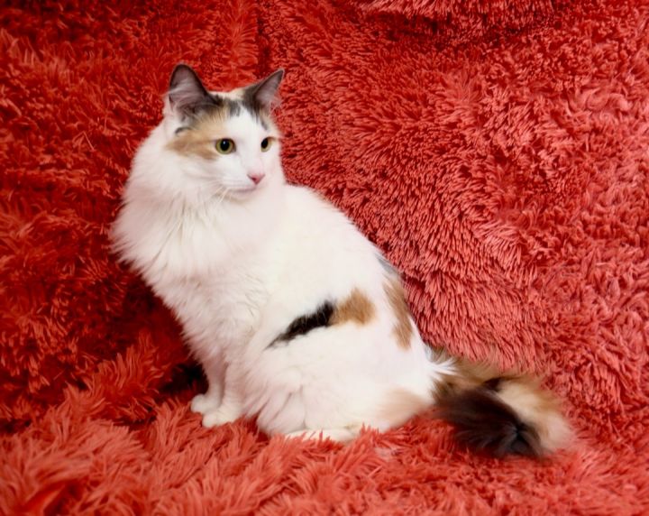 Beautiful Bella Lou, an adopted Maine Coon & Domestic Long Hair Mix in Saint Augustine, FL_image-5
