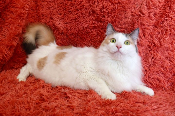 Beautiful Bella Lou, an adopted Maine Coon & Domestic Long Hair Mix in Saint Augustine, FL_image-6