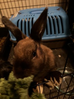 Cinnamon Cinnamon is a female adult bunny who is very shy but lovely when she gets used to you She
