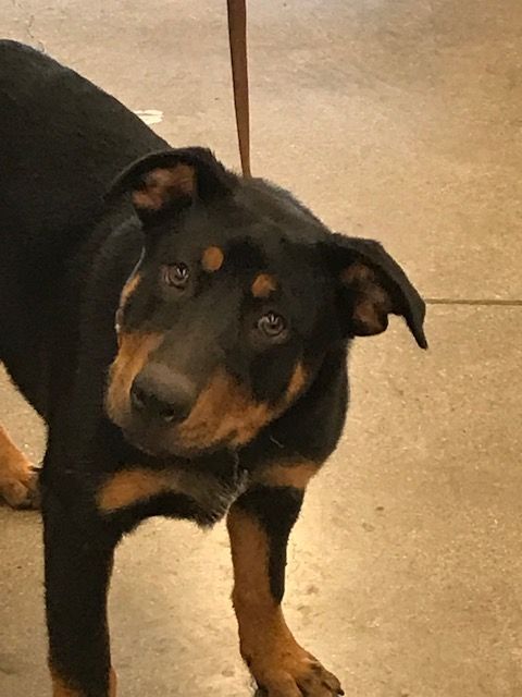 blue heeler lab mix for adoption