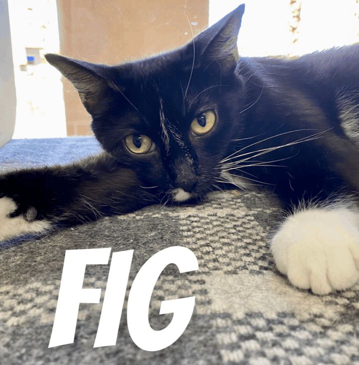 Fig, an adopted Domestic Short Hair in Las Vegas, NV_image-3