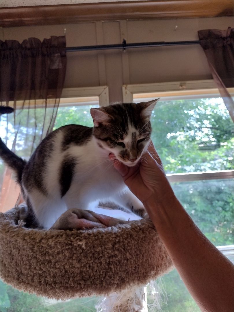 Asher, an adoptable Domestic Medium Hair in Jasonville, IN, 47438 | Photo Image 1