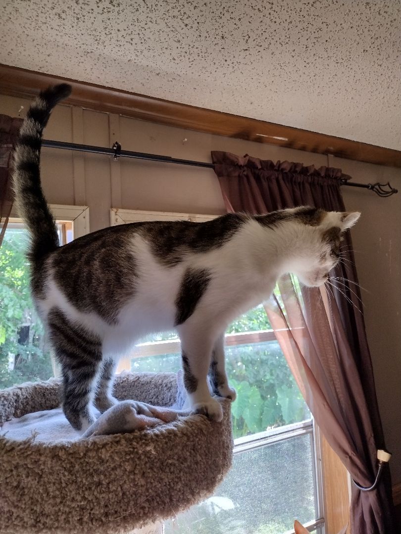 Asher, an adoptable Domestic Medium Hair in Jasonville, IN, 47438 | Photo Image 2