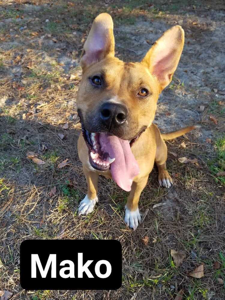 Mako, an adoptable Pit Bull Terrier in Ocala, FL, 34475 | Photo Image 1