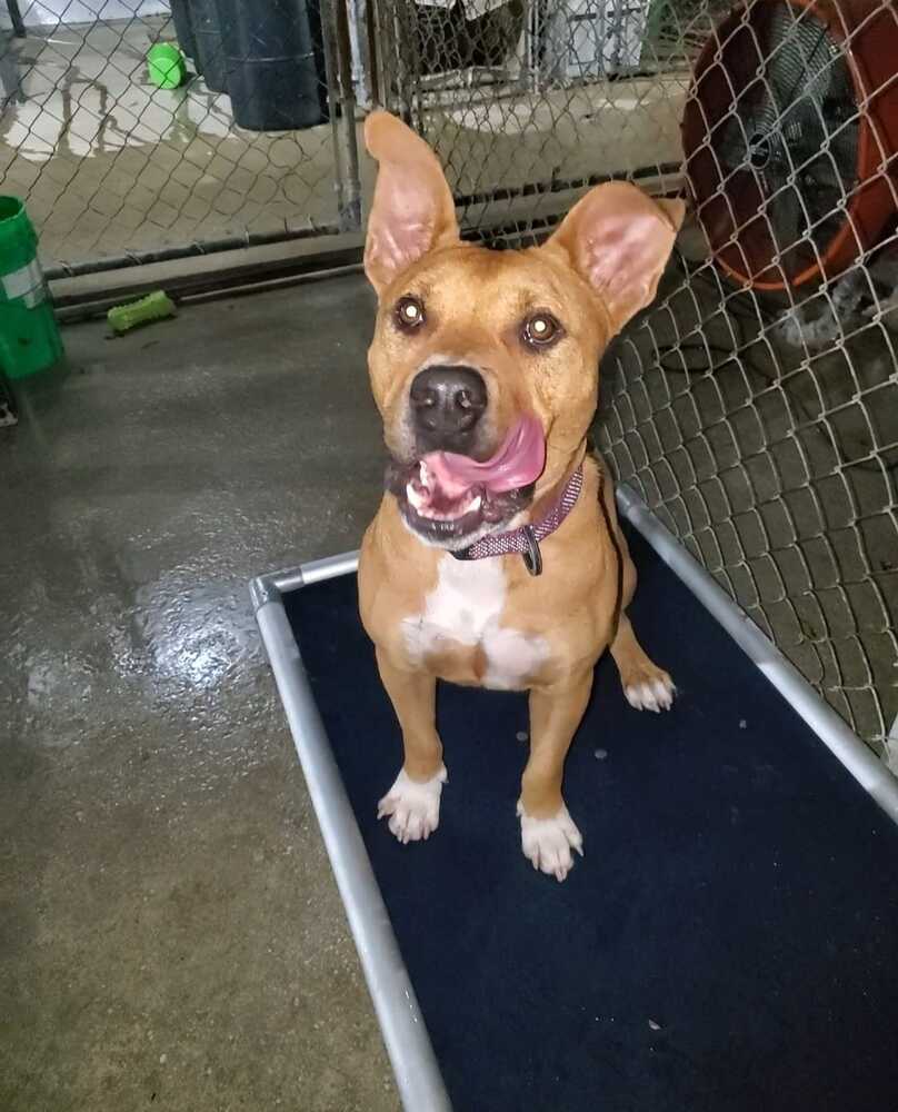 Mako, an adoptable Pit Bull Terrier in Ocala, FL, 34475 | Photo Image 2