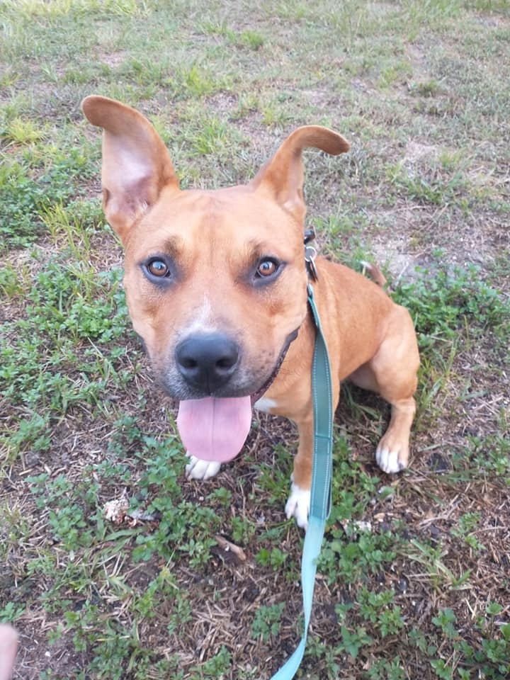 Mako, an adoptable Pit Bull Terrier in Ocala, FL, 34475 | Photo Image 5