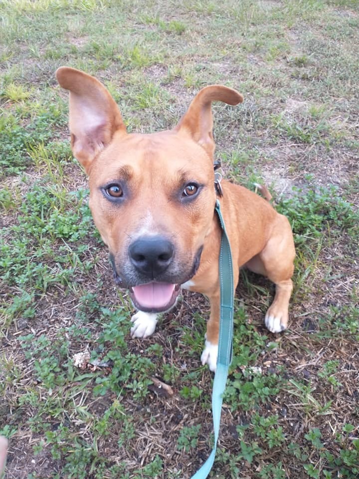 Mako, an adoptable Pit Bull Terrier in Ocala, FL, 34475 | Photo Image 6