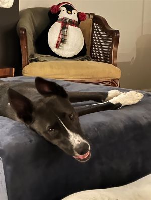 Bullet (TX) Labrador Retriever Dog