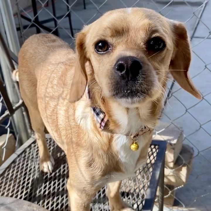 Cocker Spaniel Beagle Lab Mix