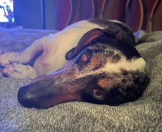 Fritz-Adopted!, an adoptable Dachshund in Saint Louis, MO_image-4