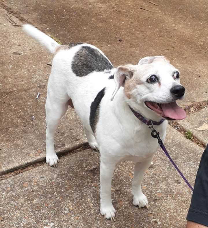 Annie-Lovely Lady!, an adoptable Jack Russell Terrier Mix in Saint Louis, MO_image-1