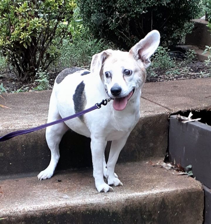 Annie-Lovely Lady!, an adoptable Jack Russell Terrier Mix in Saint Louis, MO_image-6