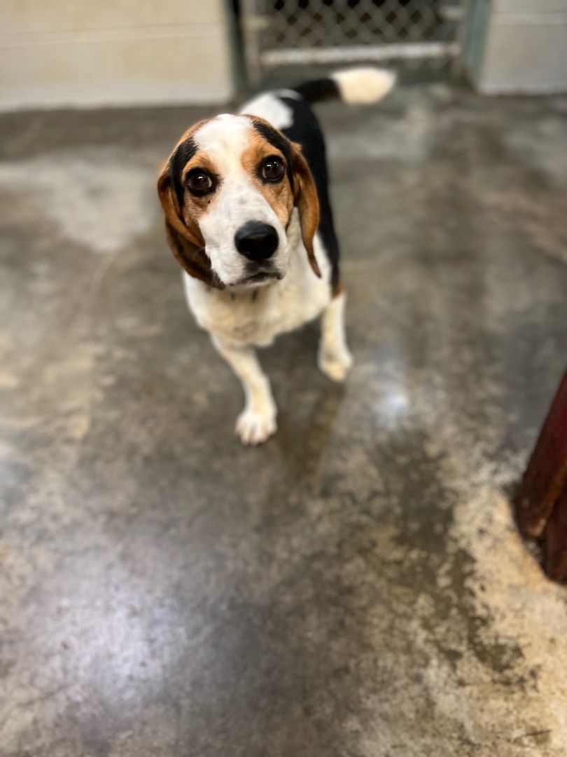 Trigger, an adoptable Beagle in Saint Marys, WV, 26170 | Photo Image 3