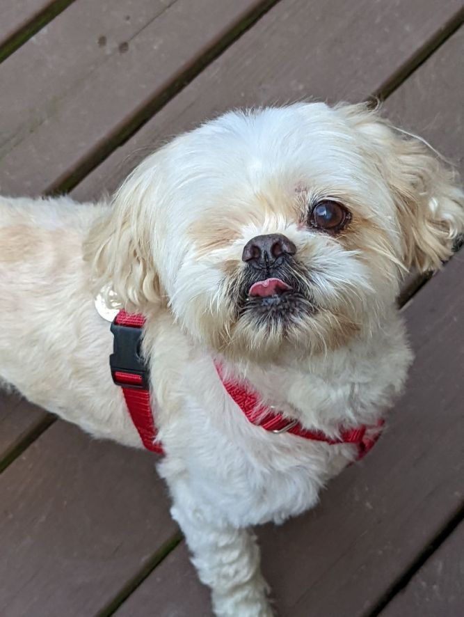 do shih tzu have overbite