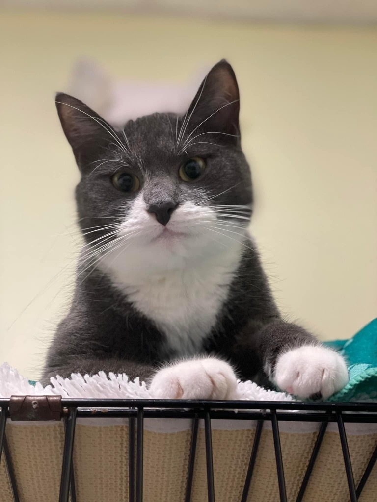 Budgie, an adoptable Domestic Short Hair in Meriden, CT, 06451 | Photo Image 1