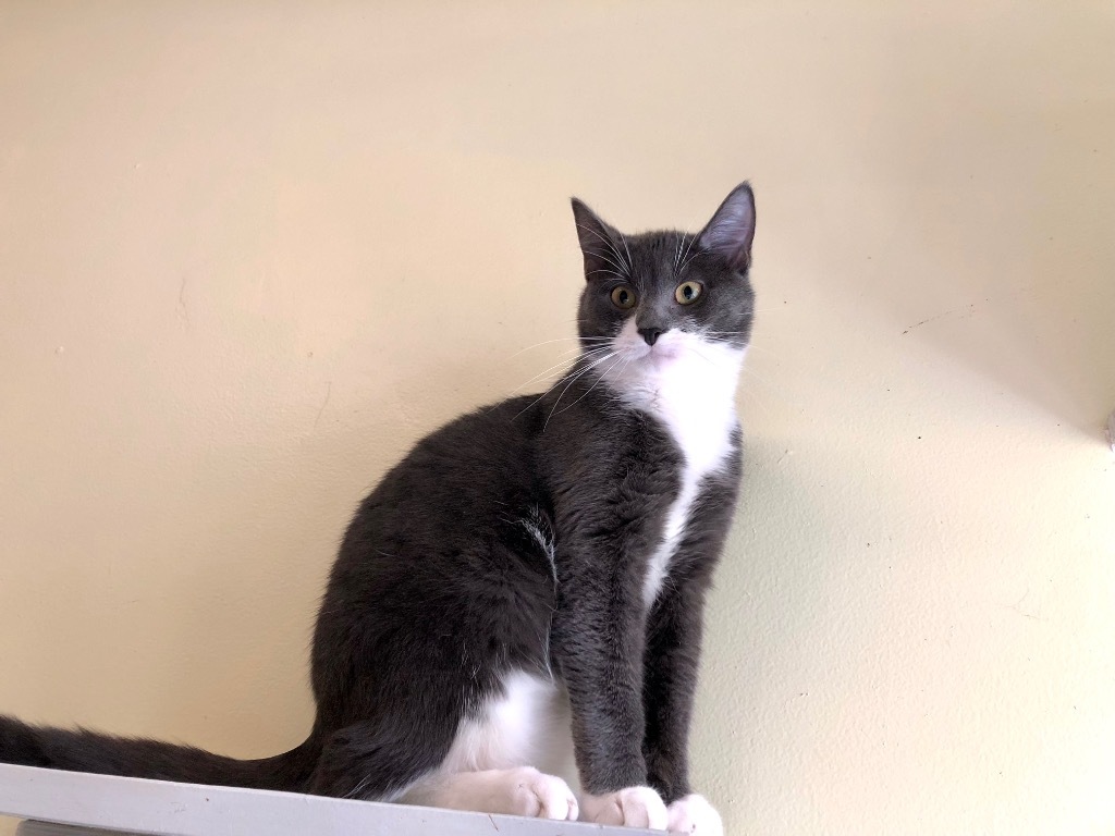 Budgie, an adoptable Domestic Short Hair in Meriden, CT, 06451 | Photo Image 2