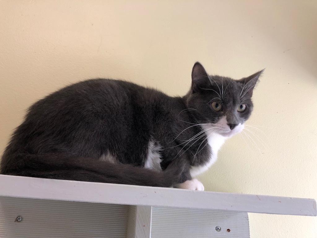 Budgie, an adoptable Domestic Short Hair in Meriden, CT, 06451 | Photo Image 3