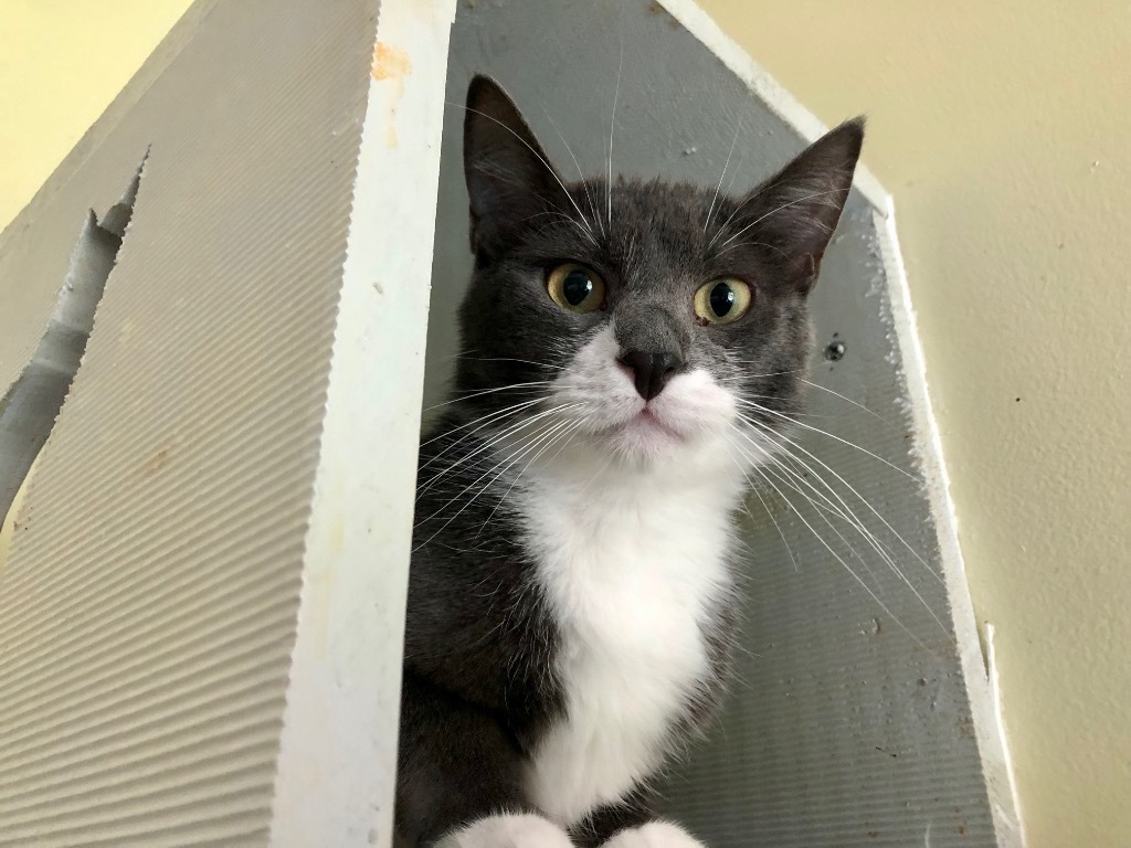 Budgie, an adoptable Domestic Short Hair in Meriden, CT, 06451 | Photo Image 4