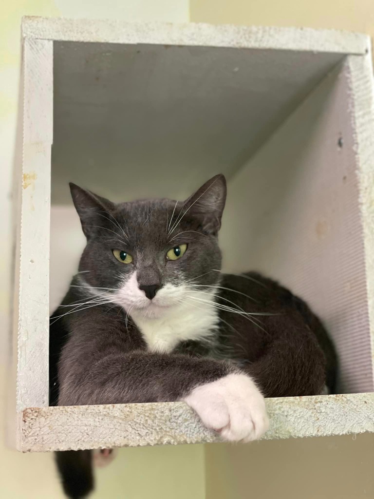 Budgie, an adoptable Domestic Short Hair in Meriden, CT, 06451 | Photo Image 5