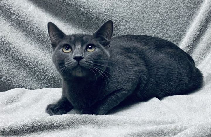 Aaron, an adopted Russian Blue & Domestic Short Hair Mix in Los Alamitos, CA_image-1