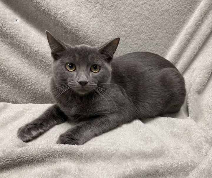 Aaron, an adoptable Domestic Short Hair & Russian Blue Mix in Los Alamitos, CA_image-5