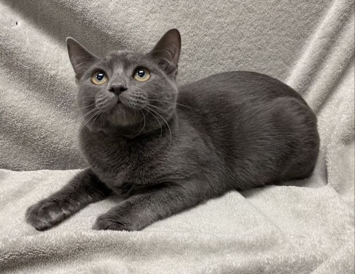 Aaron, an adopted Russian Blue & Domestic Short Hair Mix in Los Alamitos, CA_image-6