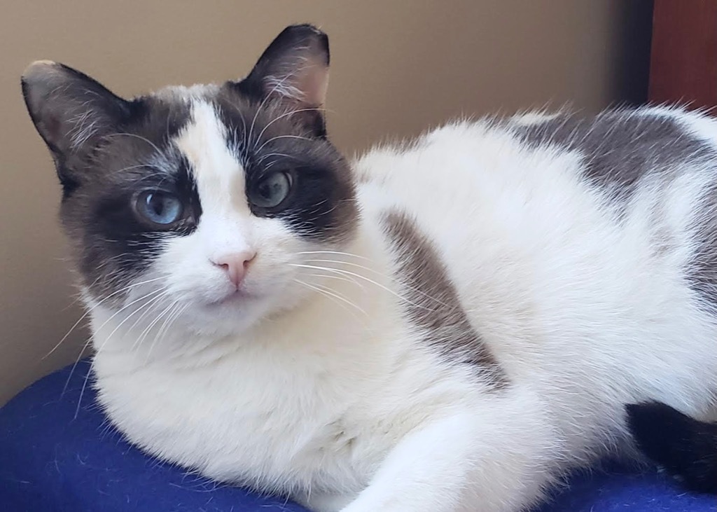 Lucy, an adoptable Domestic Short Hair in Salt Lake City, UT, 84117 | Photo Image 1