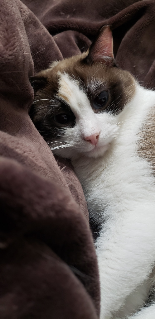 Lucy, an adoptable Domestic Short Hair in Salt Lake City, UT, 84117 | Photo Image 4