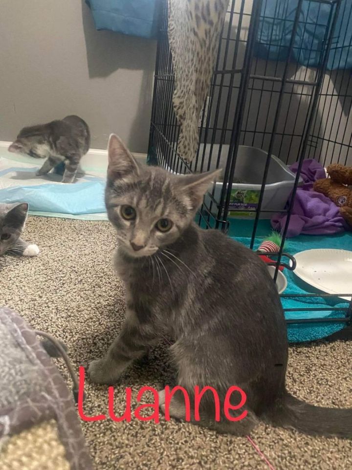 Luanne, an adoptable Domestic Short Hair Mix in Omaha, NE_image-1