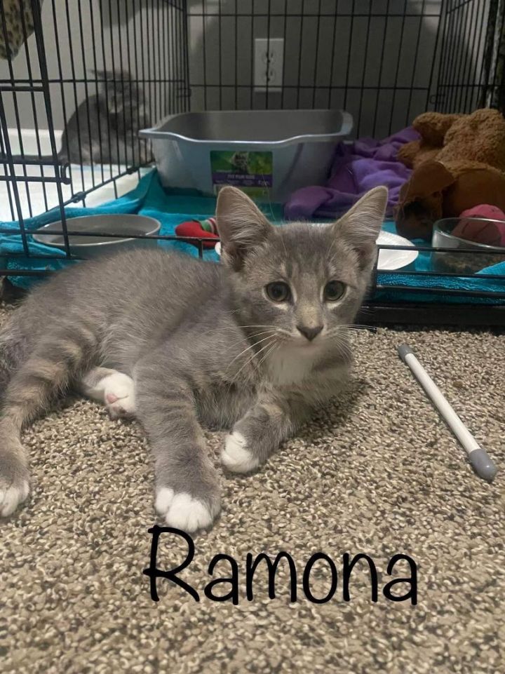 Ramona, an adoptable Domestic Short Hair Mix in Omaha, NE_image-1