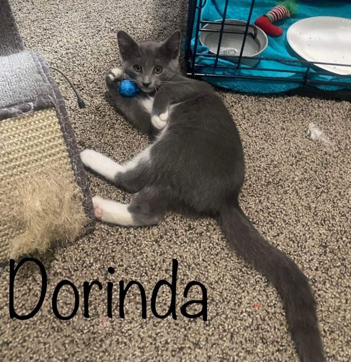 Dorinda, an adoptable Domestic Short Hair Mix in Omaha, NE_image-1