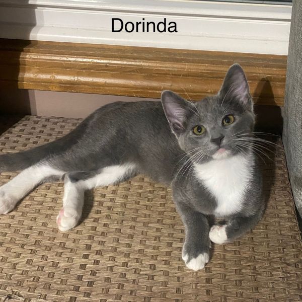Dorinda
