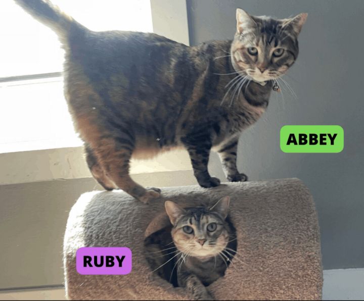 Abbey & Ruby, an adoptable Domestic Short Hair & Tabby Mix in Omaha, NE_image-1