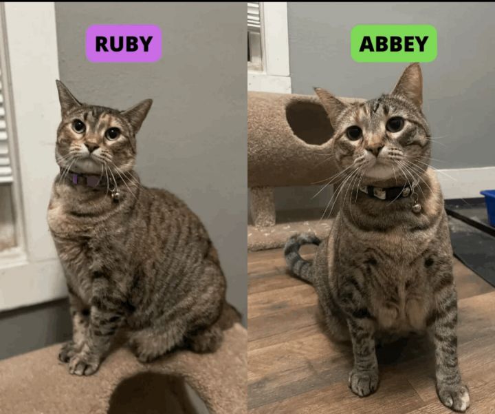 Abbey & Ruby 3