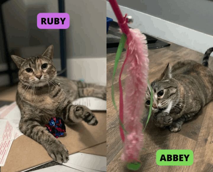 Abbey & Ruby, an adoptable Domestic Short Hair & Tabby Mix in Omaha, NE_image-4