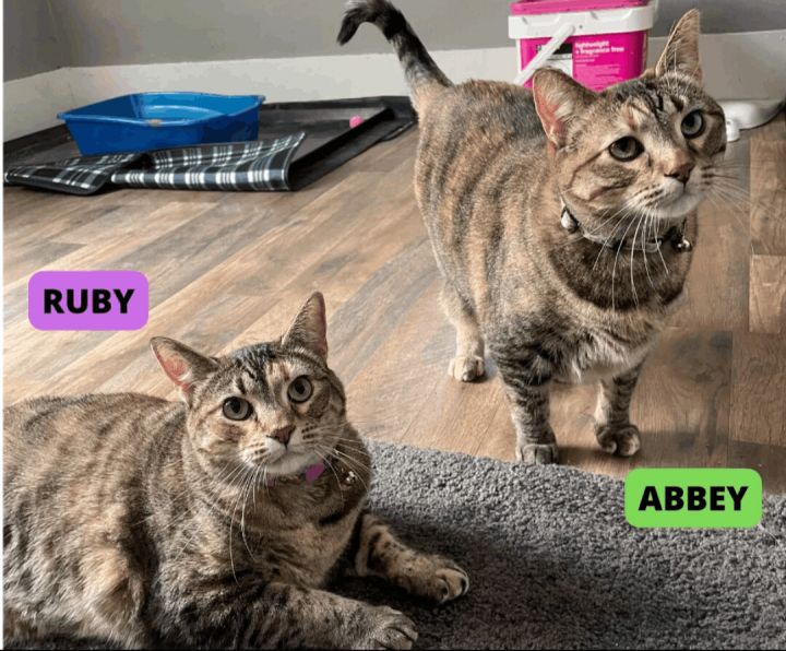 Abbey & Ruby 5