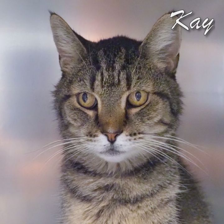 Kay, an adoptable Domestic Short Hair in Cape May Court House, NJ_image-1