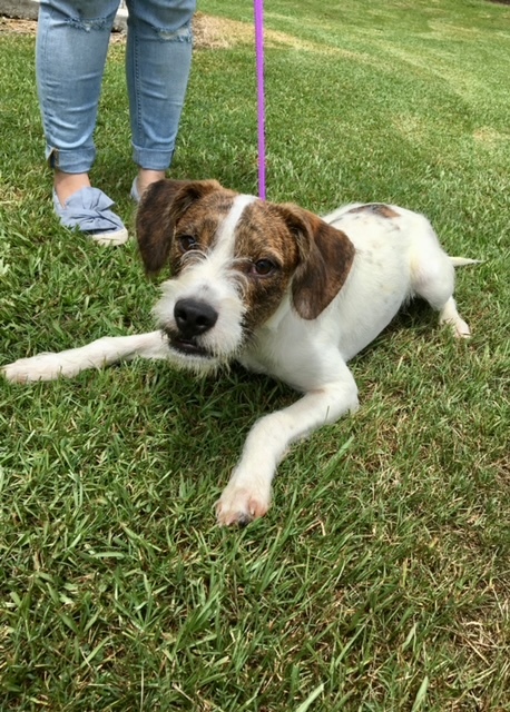 Phil, an adoptable Wirehaired Terrier Mix in Carencro, LA_image-3