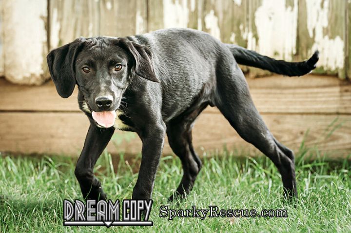 Xavier, an adoptable Black Labrador Retriever Mix in Owensboro, KY_image-2