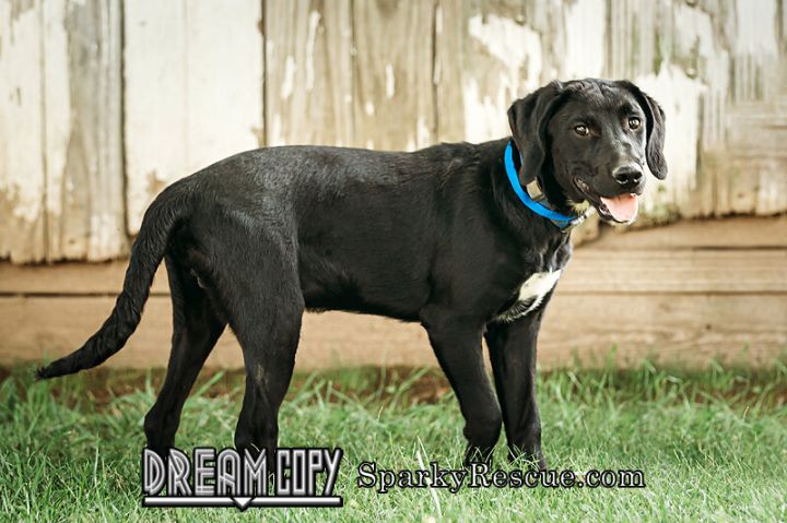 Xavier, an adoptable Black Labrador Retriever Mix in Owensboro, KY_image-3