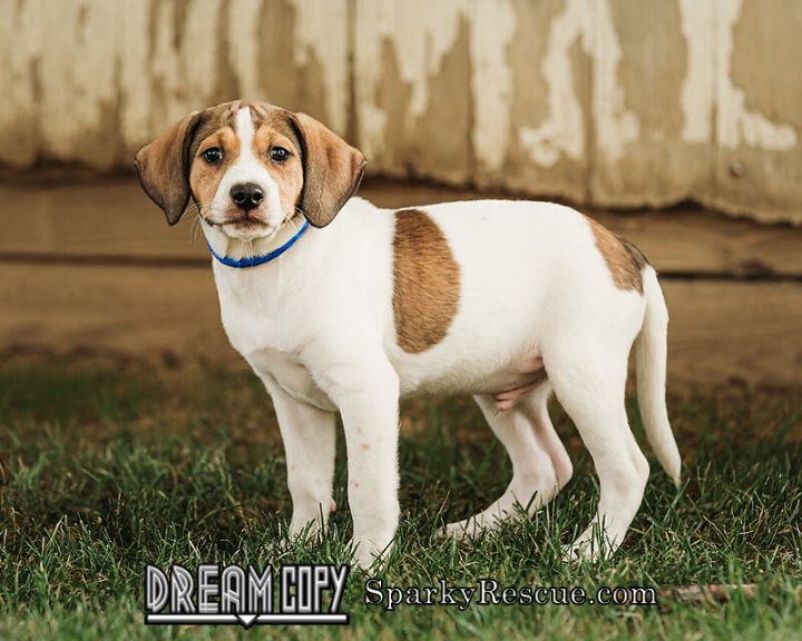 Harvey, an adoptable Beagle & Hound Mix in Owensboro, KY_image-2
